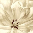 FP01669 White Rose  90x90cm