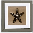 30x30cm Bronze Starfish 1 FP0664