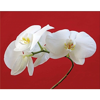 Innova 70x90cm White Orchid FP1413