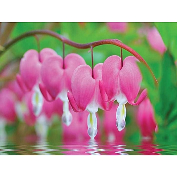 Innova 60x80cm Bleeding Hearts Flowers FP01408