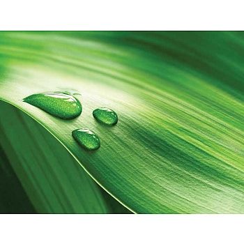 Innova 60x80cm Dew on Leaf FP01410