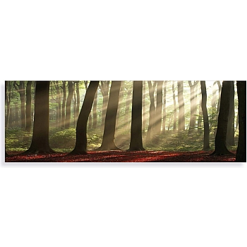 Innova 40x120cm Forest Morning FP01449