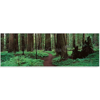 Innova FP04027 Glass Art Humboldt Coast Redwoods 40x120cm (3)