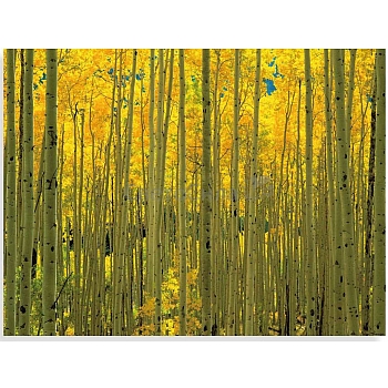 Innova FP04038 Glass Art Aspens in White River Park 60x80cm (3)