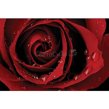 Innova FP03317 Glass Art Red Rose 40x60cm (6)