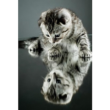 Innova FP02828 Glass Art Kitten Reflection 40x60cm (6)