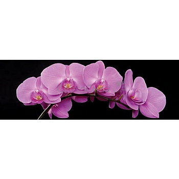 Innova FP02844 Glass Art Pink Orchids 40x120cm (3)