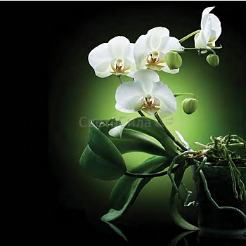 Innova FP02829 Glass Art White Orchids 70x70cm (3)