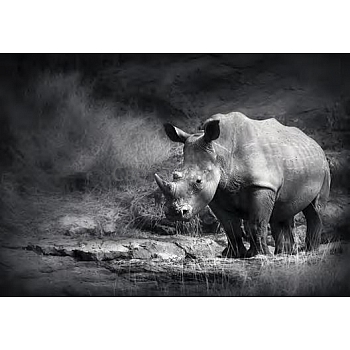 Innova FP02837 Glass Art Rhinoceros 60x80cm (3)