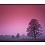 Innova 100x120cm Pink sky tree FP0867