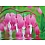 Innova 60x80cm Bleeding Hearts Flowers FP01408