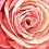 Innova FP01668 Pink Rose  90x90cm