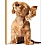 Innova Q5903686 / 200  10*15 Slip-in Pet Cuties (12)