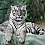 Innova FP02834 Glass Art White Tiger 70x70cm (3)