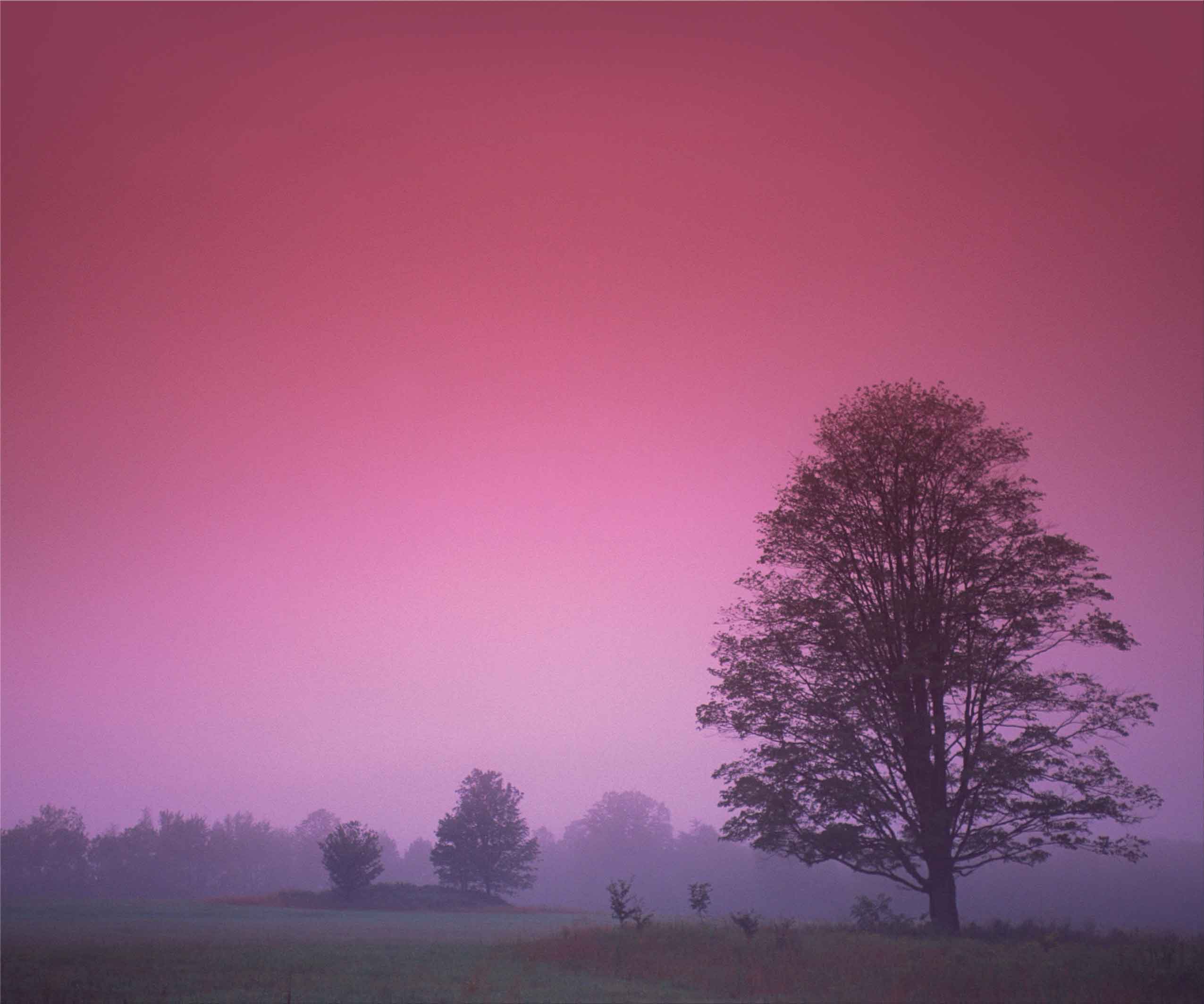 100x120cm Pink sky tree FP0867