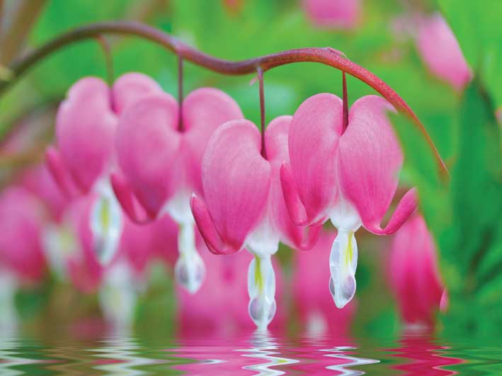 60x80cm Bleeding Hearts Flowers FP01408