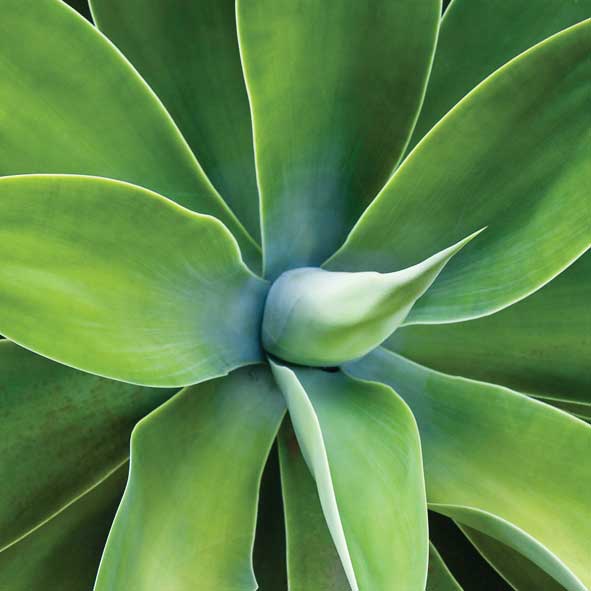 70x70cm Agave FP01415