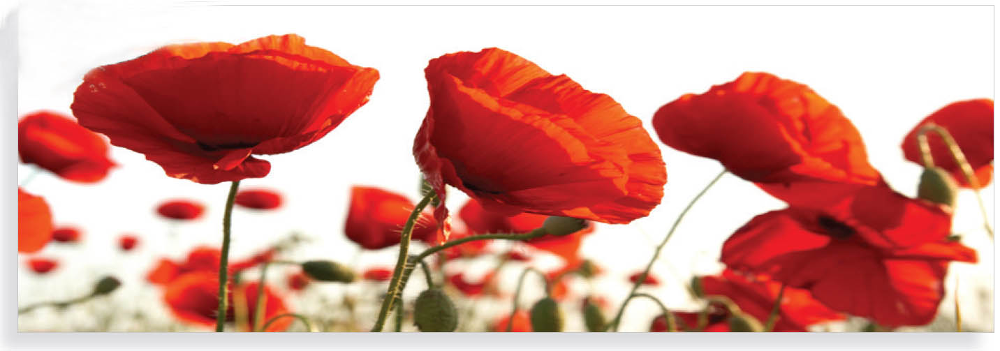 40x120cm Red Poppies FP01446