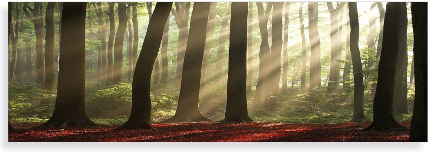 40x120cm Forest Morning FP01449