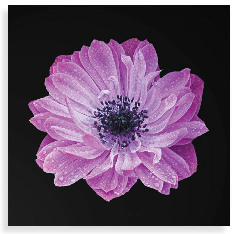 FP02567 Flower with black back ground glass art 50x50cm asrtd designs  