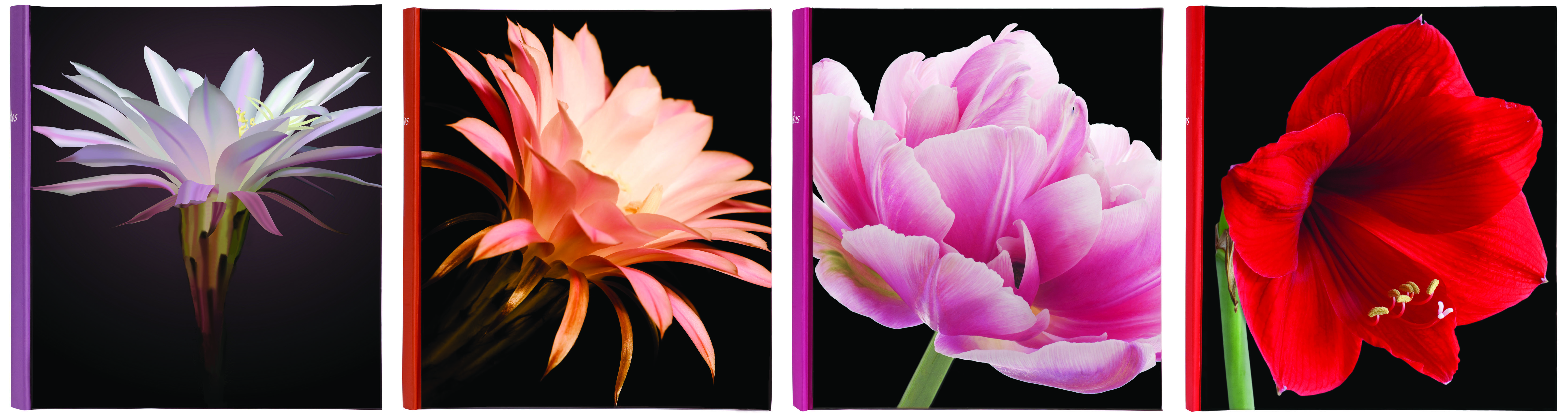 Q6702231 Botanics Deluxe Trad 100pg 29x32cm/11x12.5"  