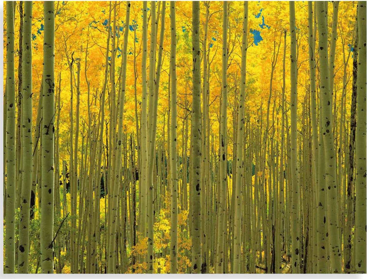 FP04038 Glass Art Aspens in White River Park 60x80cm (3)