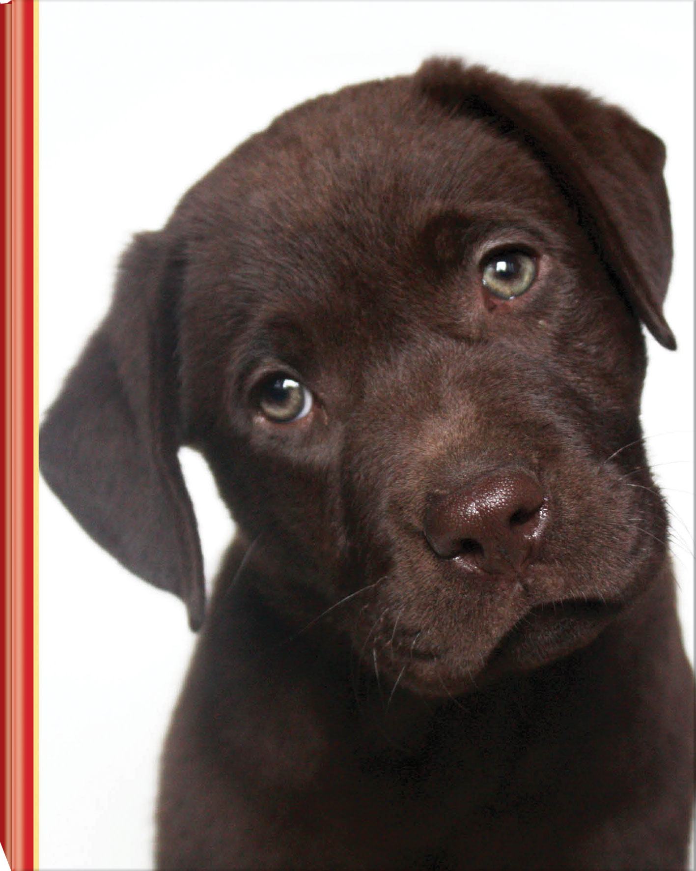 Q5903686 Ф/альбом 200 фото 10*15 Slip-in Pet Cuties (12)