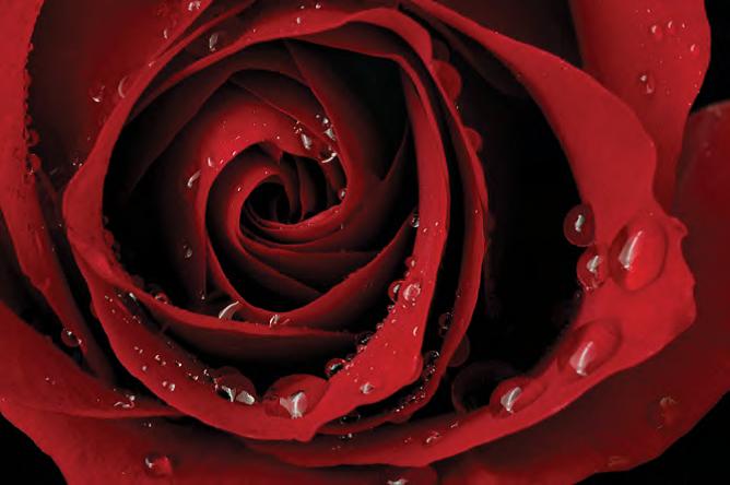 FP03317 Glass Art Red Rose 40x60cm (6)