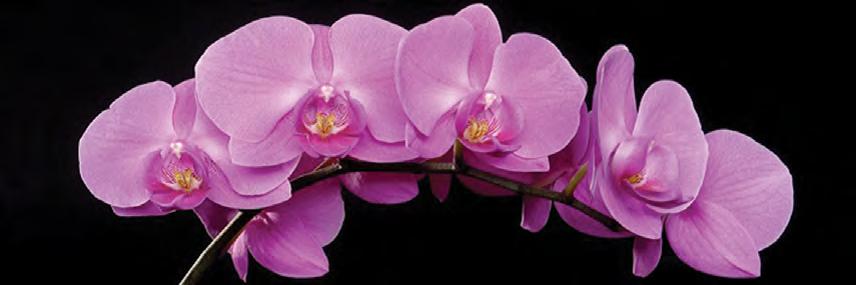 FP02844 Glass Art Pink Orchids 40x120cm (3)