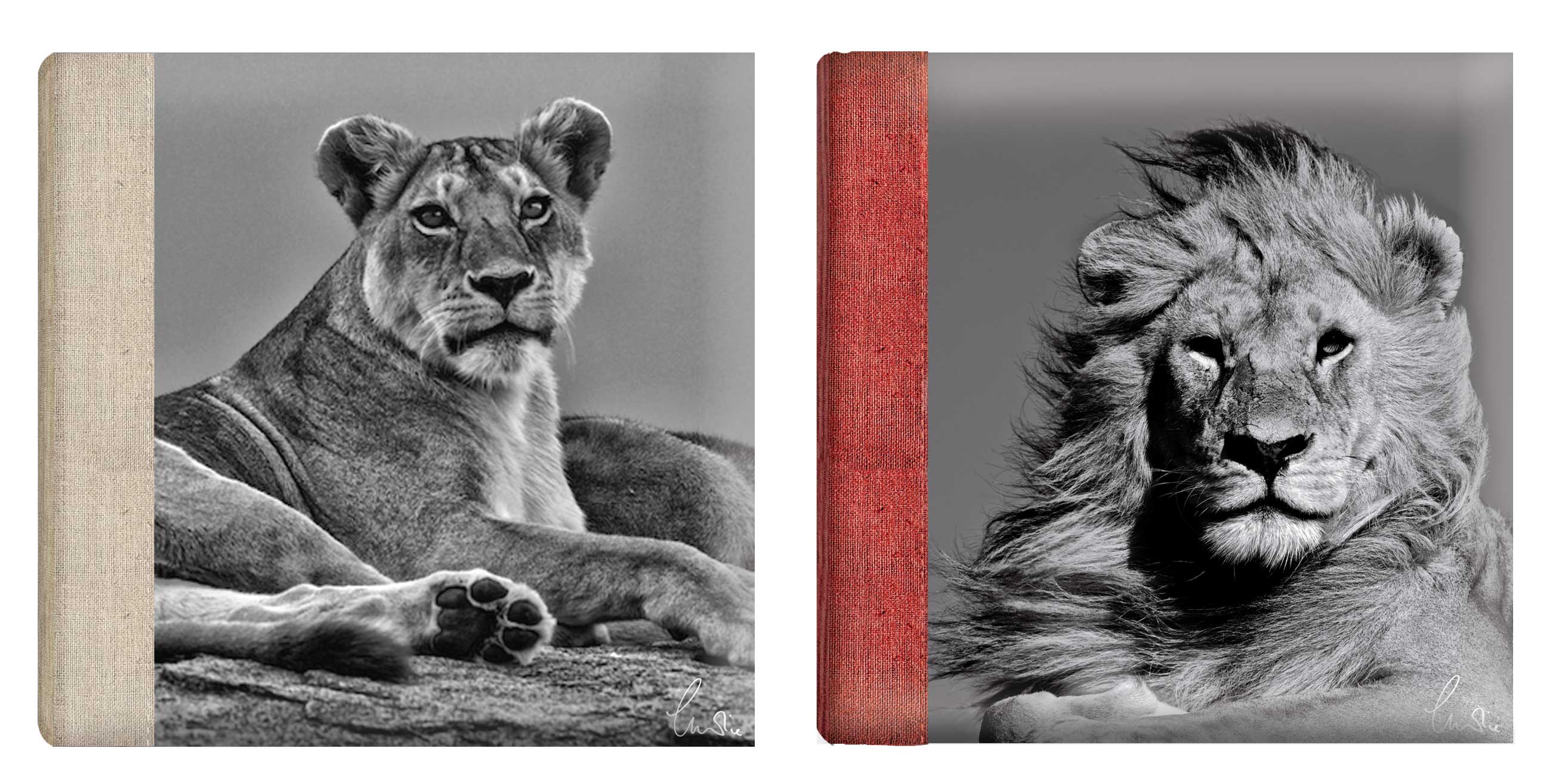 Q8905289 Ф/альбом 200 фото 10*15 Wild Life BB Memo (12)