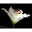 70x90cm White Lily FP1412