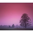 100x120cm Pink sky tree FP0867