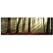 40x120cm Forest Morning FP01449