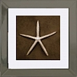 30x30cm Bronze Starfish 2 FP0665