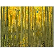 FP04038 Glass Art Aspens in White River Park 60x80cm (3)