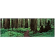 FP04027 Glass Art Humboldt Coast Redwoods 40x120cm (3)