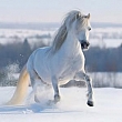 FP02822 Glass Art Galloping White Horse 40x40cm (8)