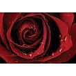 FP03317 Glass Art Red Rose 40x60cm (6)