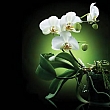 FP02829 Glass Art White Orchids 70x70cm (3)